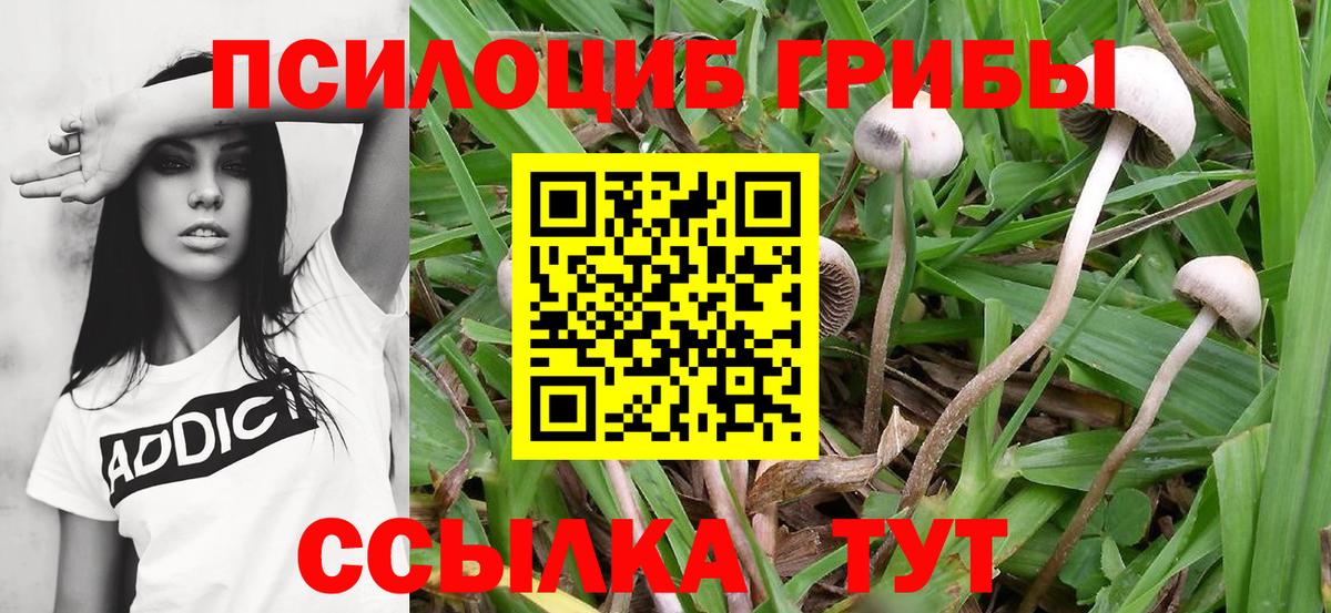 Галлюциногенные грибы Psilocybine cubensis Кропоткин